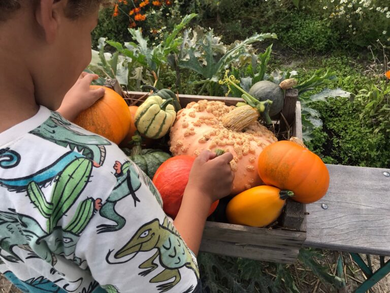 Herfstfeest Pluktuin Plukwad — festival in Harlingen