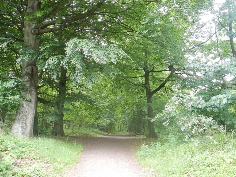 De Vallende Sterrentocht – Orioniden — natuur in Harlingen